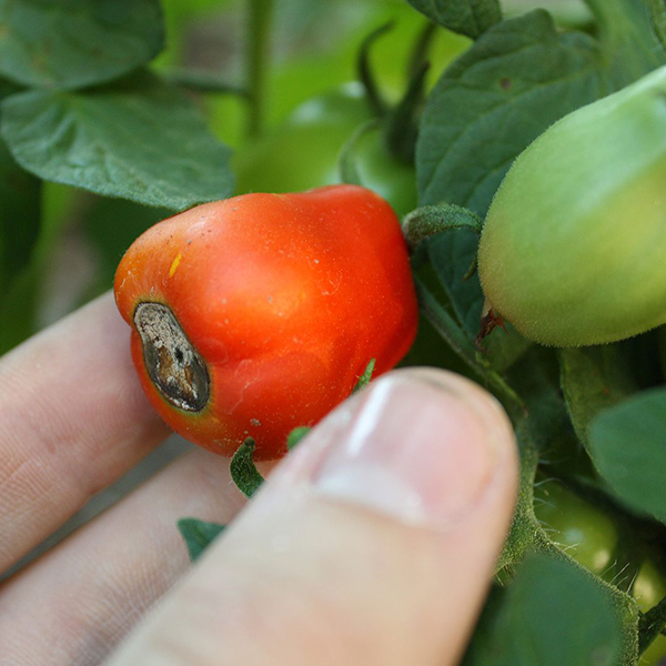 Searles Control Blossom End Rot in the garden Treatment